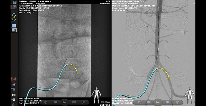 Porcine aorto-iliac cross-over