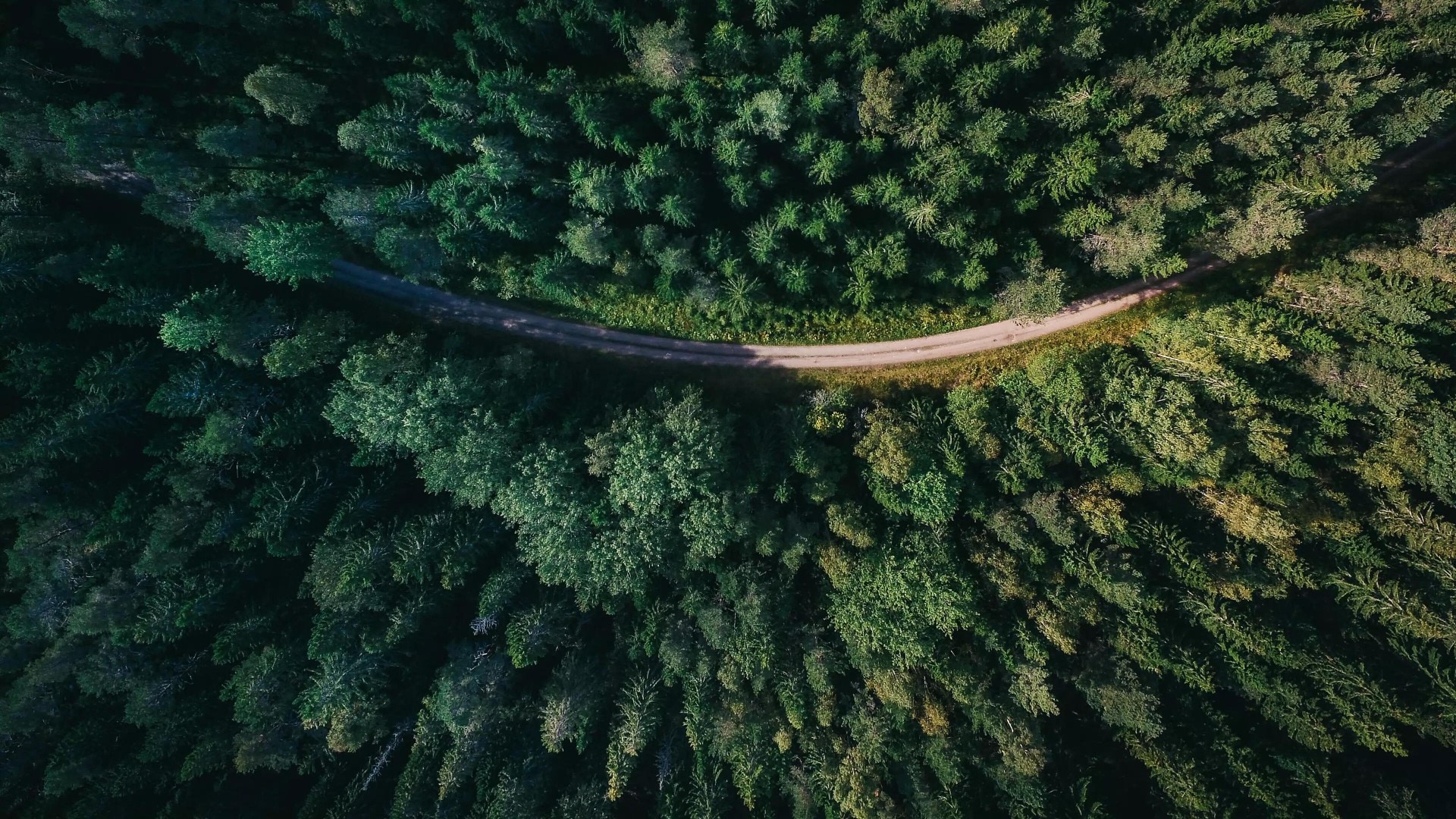 sustainability green forest