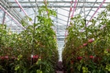 Foto LED-onderzoek