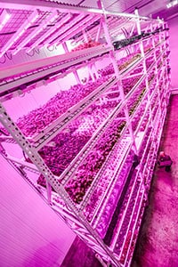 Philips & Green Sense Farms usher in new era of indoor farming with LED ‘light recipes’ that help optimize crop yield and quality