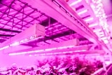 Philips LED grow lights for horticulture