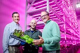 Philips LED grow lights for horticulture